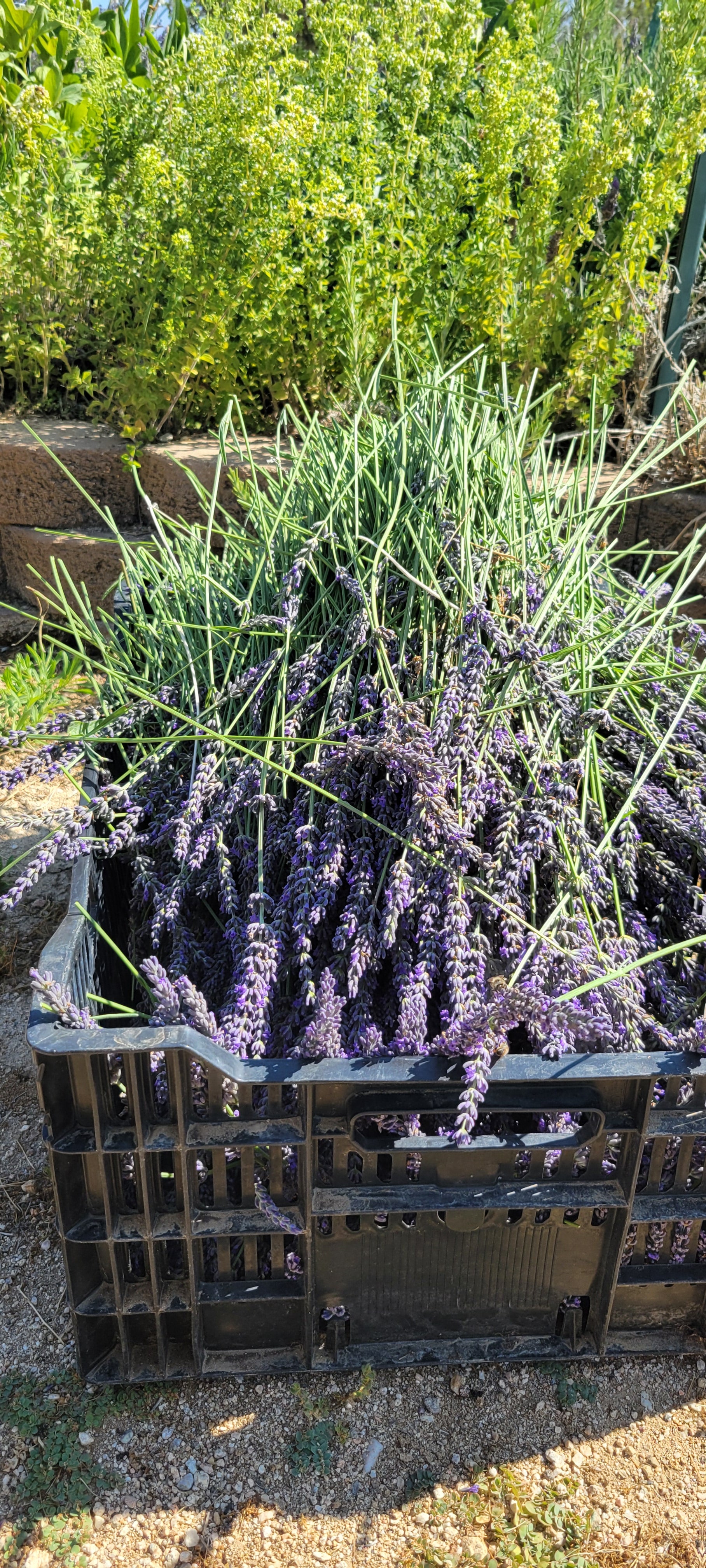 Edible Flower Sprinkles (Two 4 oz jars)
