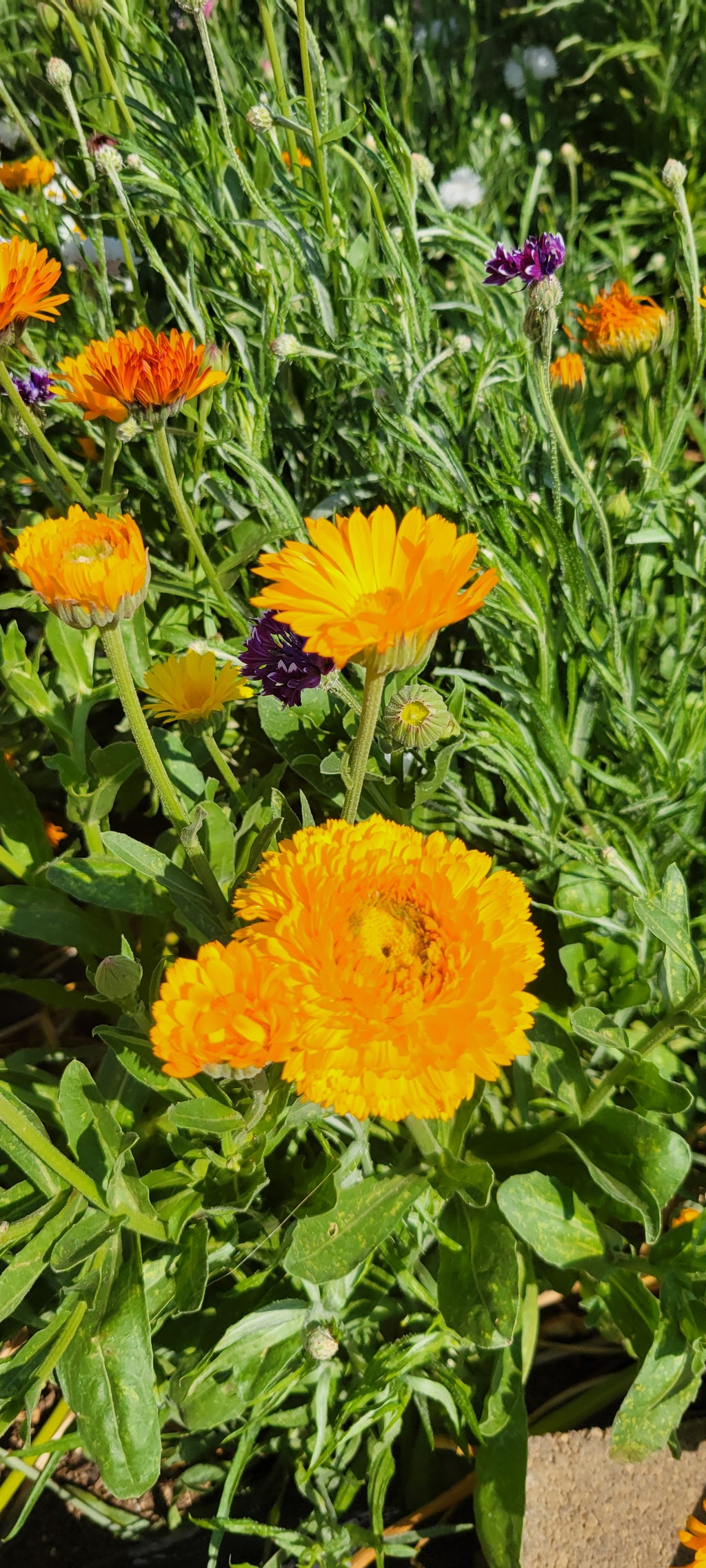 Edible Flower Sprinkles (Two 4 oz jars)