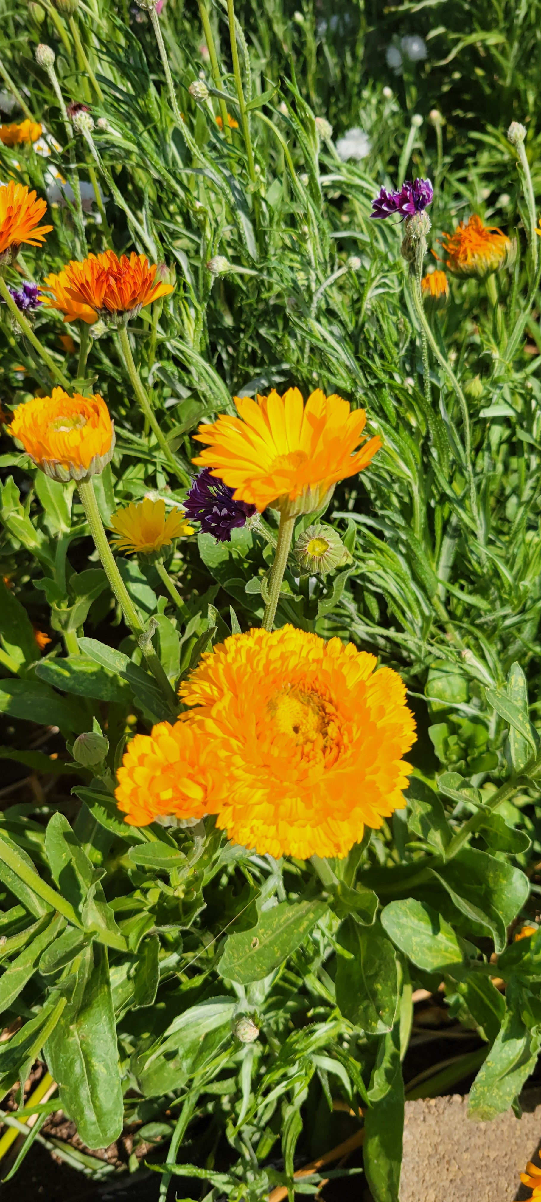 Edible Flower Sprinkles (Two 4 oz jars)