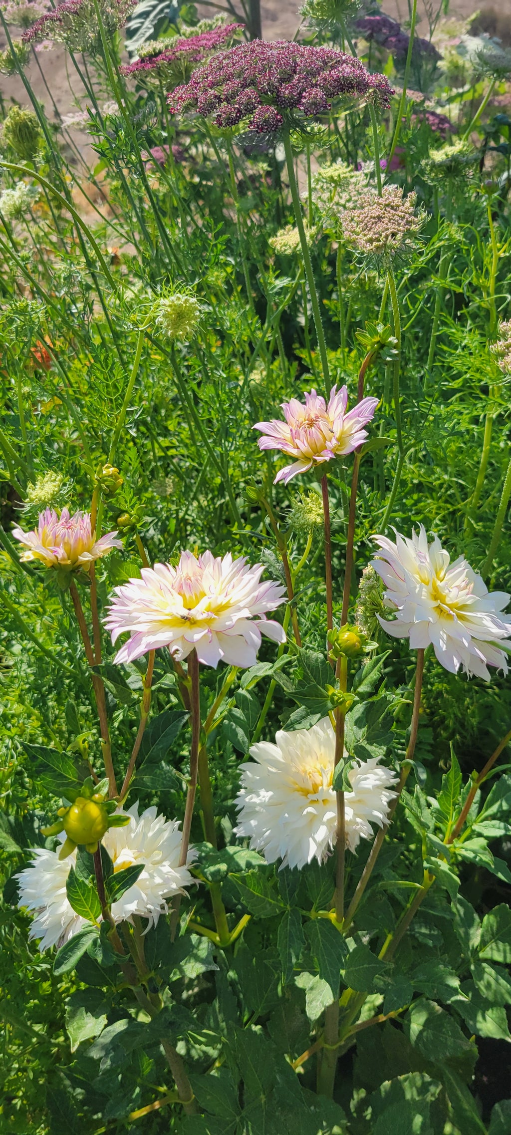 Edible Flower Sprinkles (Two 4 oz jars)