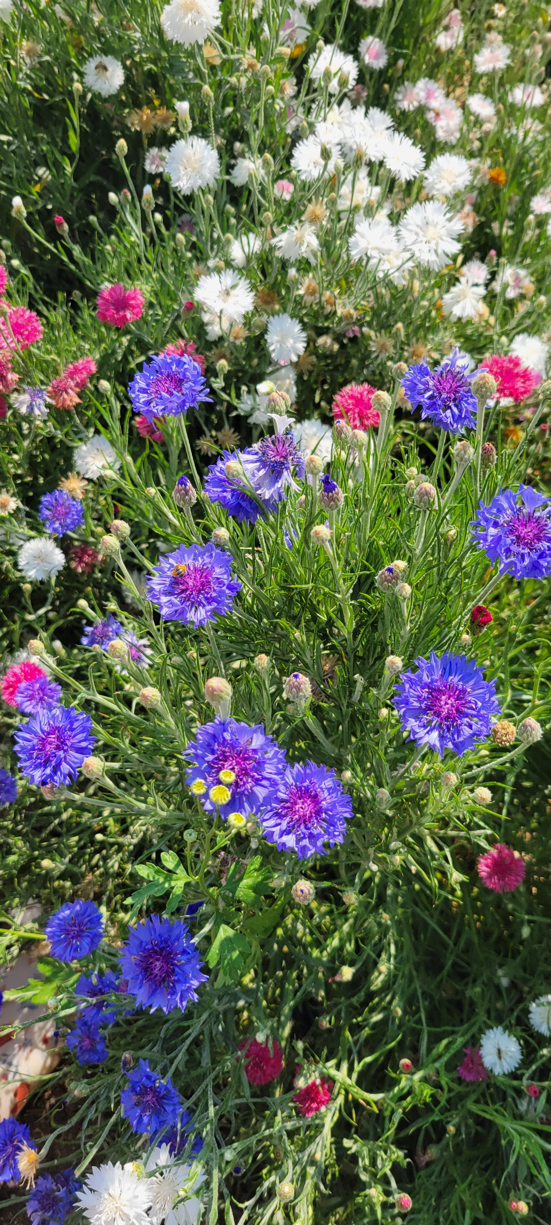 Edible Flower Sprinkles (Two 4 oz jars)