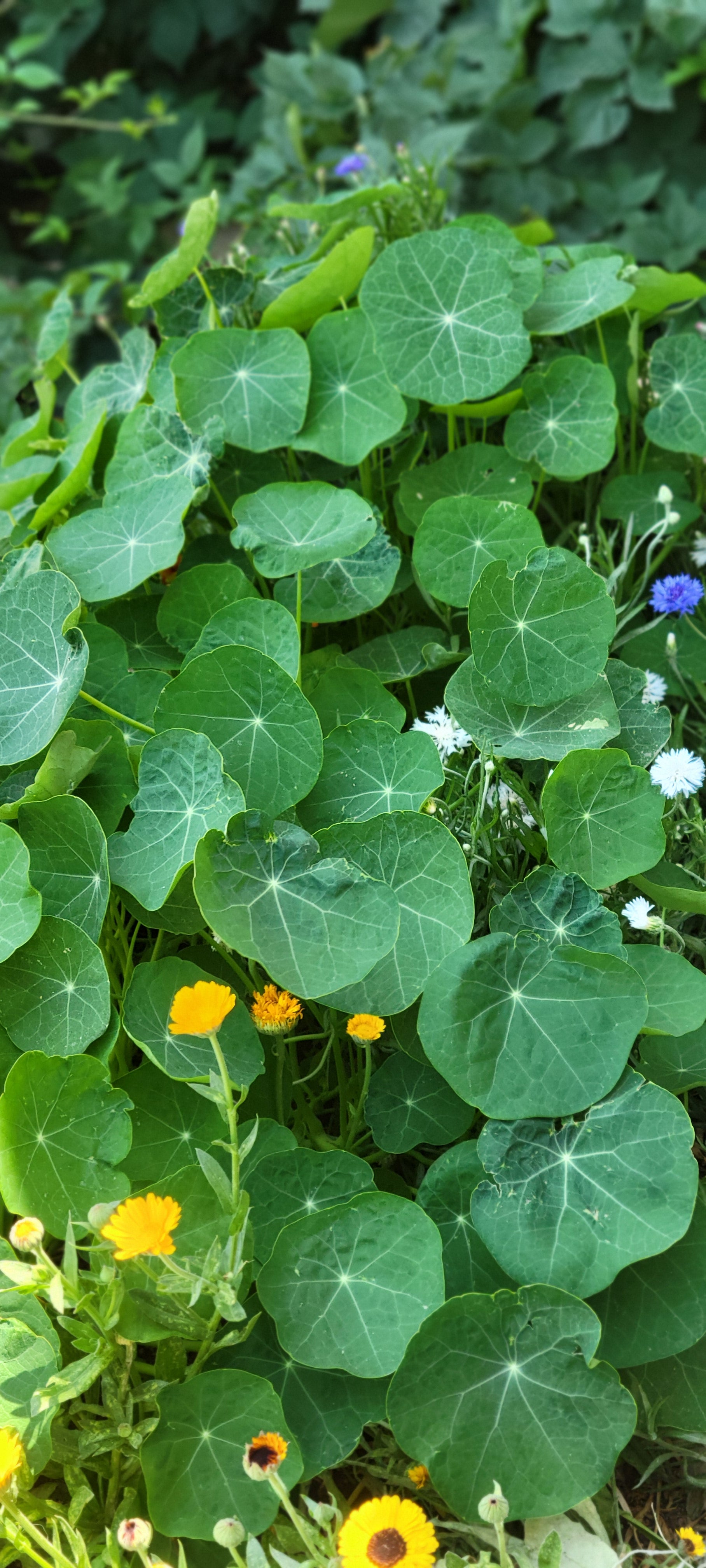 Edible Flower Sprinkles (Two 4 oz jars)