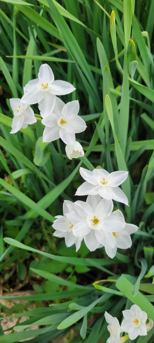 Bronze Autumn Leaves Paperwhite Gift Set