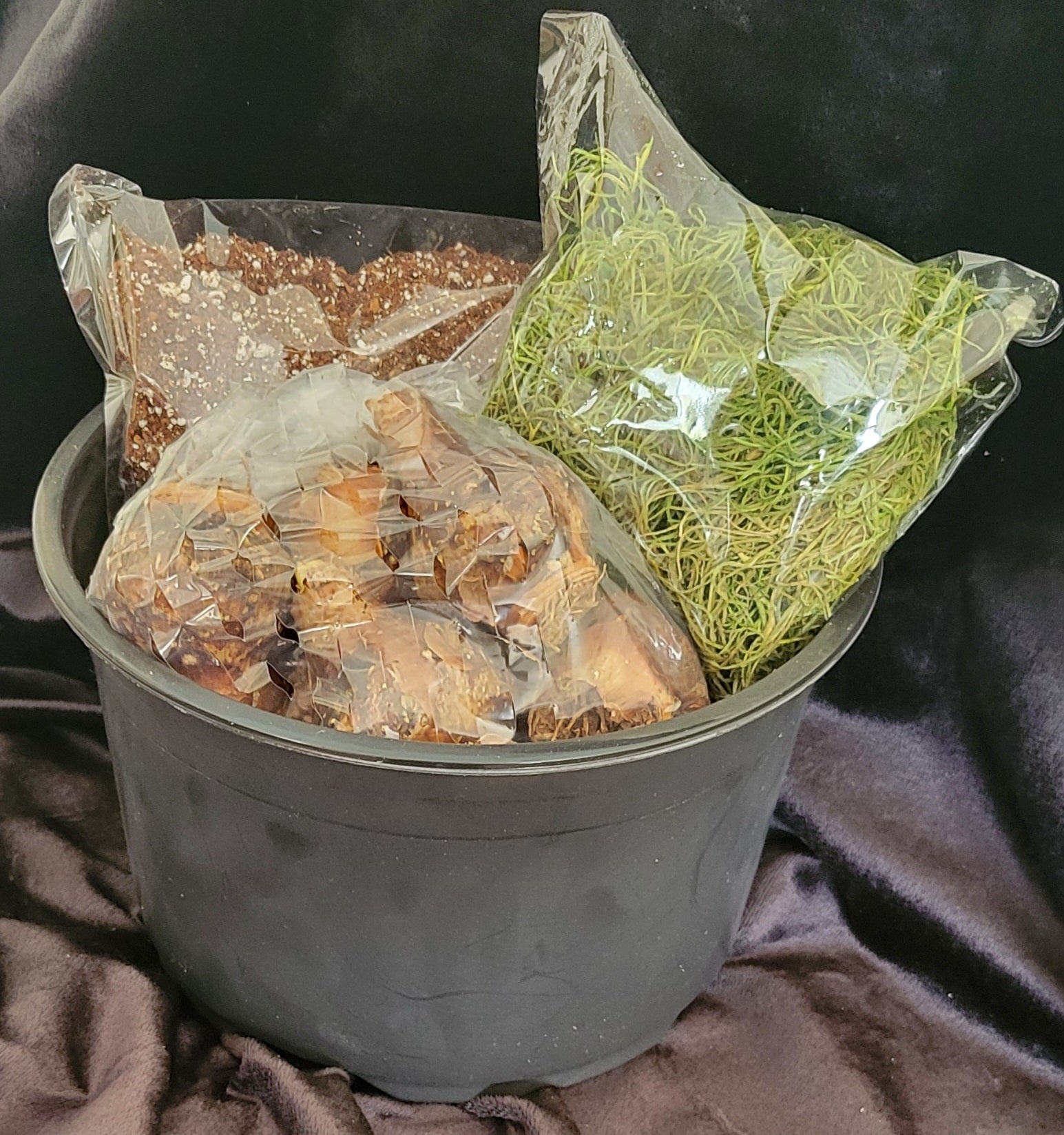 Bronze Autumn Leaves Paperwhite Gift Set