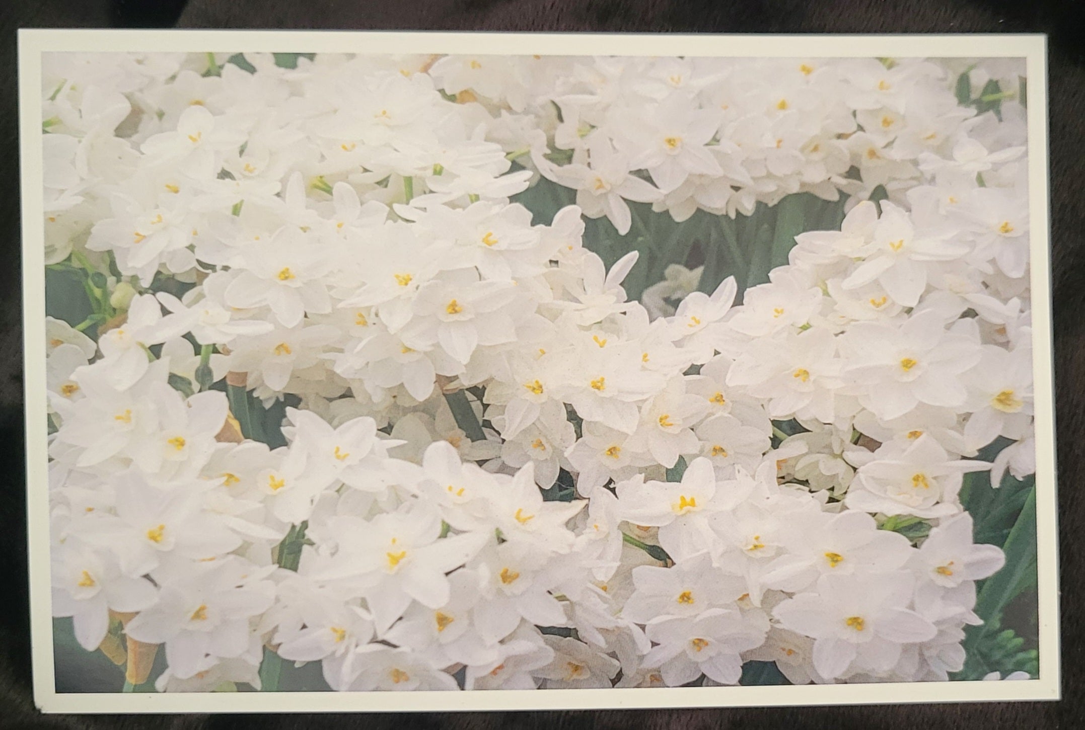 Bronze Autumn Leaves Paperwhite Gift Set